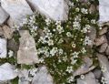 Arenaria gothica